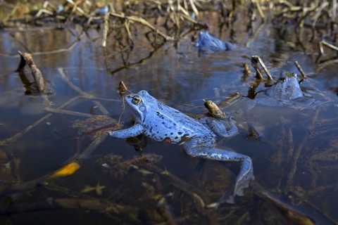 Moor Frogs