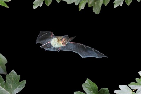 Brown long-eared bat