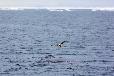 Northern fulmar