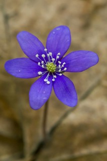 Common Hepatica