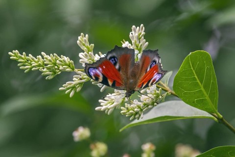 European Peacock butterfly