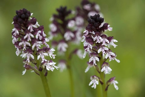 Burnt-tip orchids