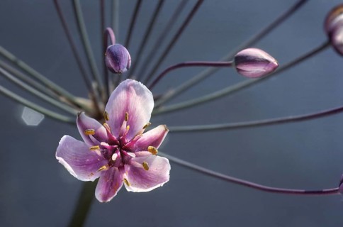 Flowering rush