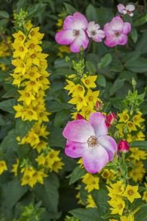 Rosa rush and spotted loosestrife