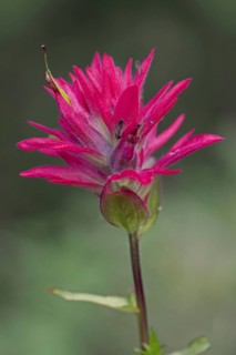 Close up of giant red Indian paintbrush
