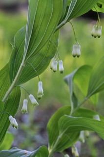 Common Solomon's Seal