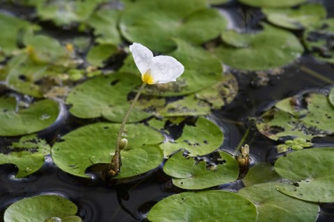 Common Frogbit