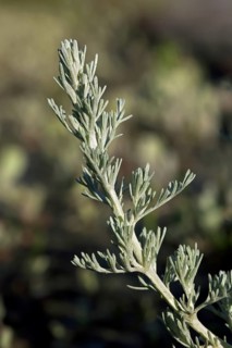 Sea wormwood