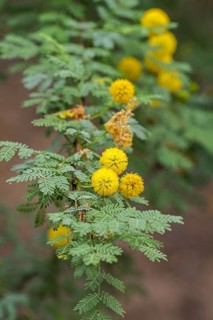 Whitethorn acacia