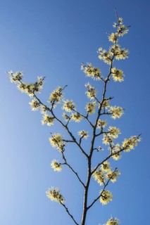Hybrid witch hazel