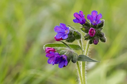 Mountain lungwort