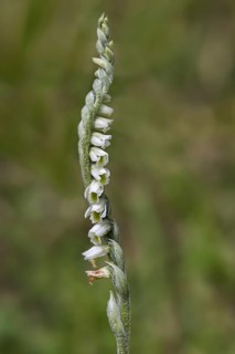 Autumn lady's-tresses