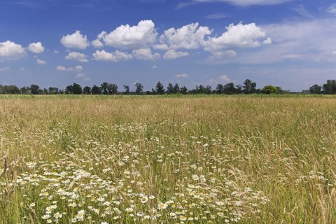 Meadow with wildflowers near the river Oder at Oderbruch