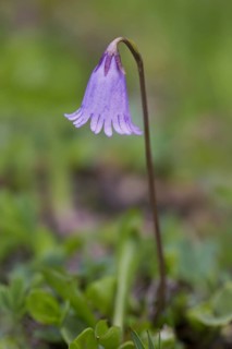 Dwarf snowbell
