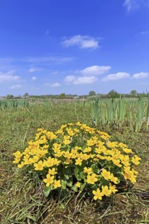 Marsh-marigold