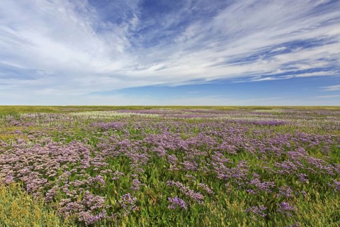 Common sea-lavender