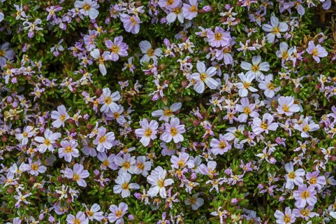 Sea heath
