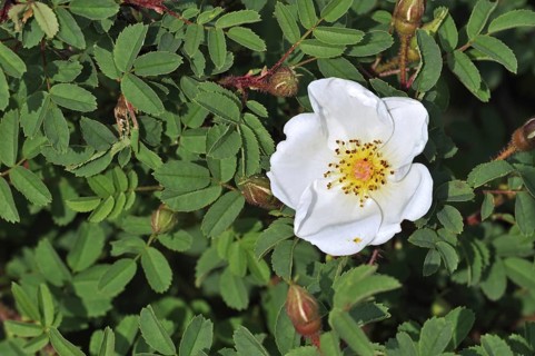 Burnet rose