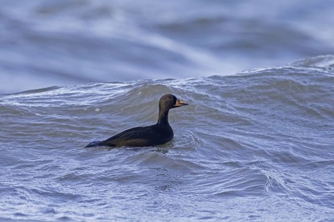Common scoter