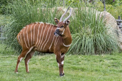 Bongo