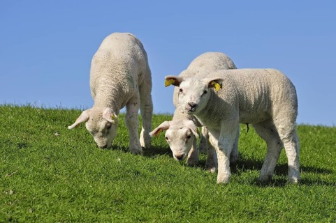 Domestic Texel sheep