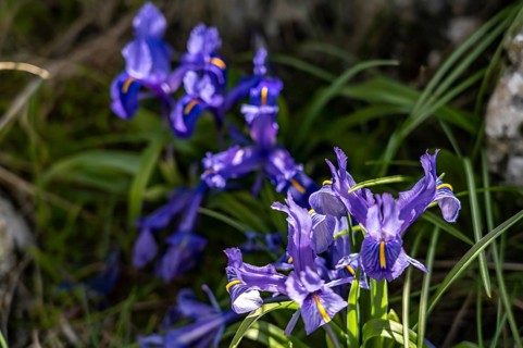 Wild irises along the Rio Bailon hiking trail near Zuheros