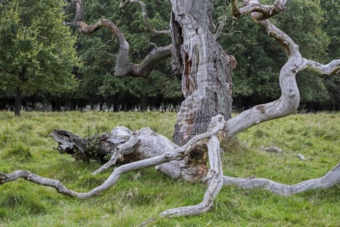 Huge branch broken off from old English oak