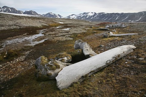 Old whale bones overgrown with moss in the Hornsund