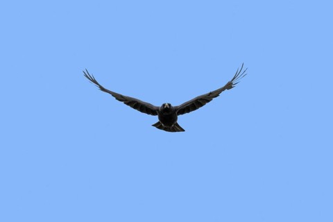 Carrion crow