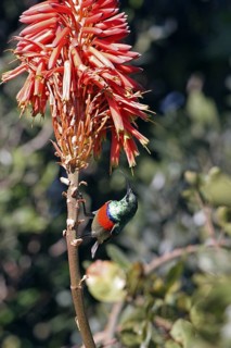 Greater double-collared sunbird male