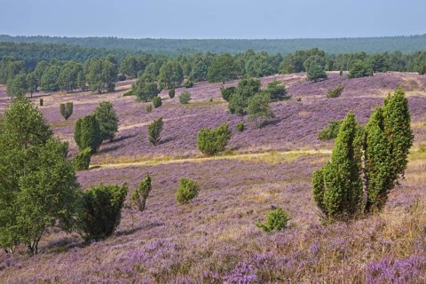 Lueneburg Heath
