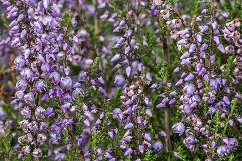 Close up of common heather