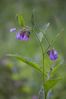 Common comfrey