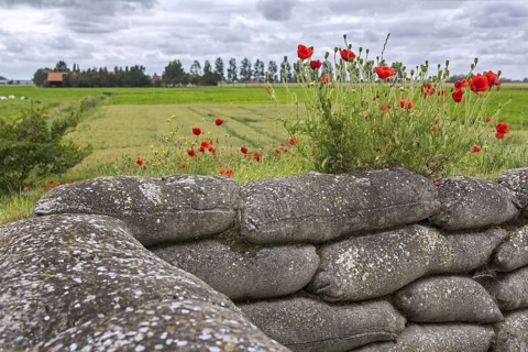Poppies growing on sandbags at the Dodengang