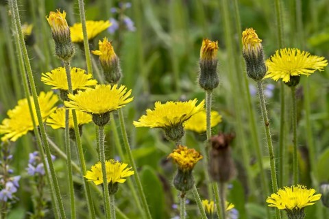 Mouse-ear hawkweed