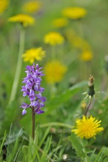 Early purple orchid