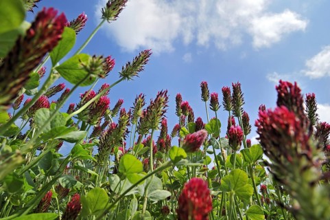 Field of Crimson clover