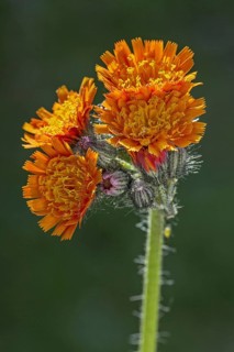 Fox-and-cubs