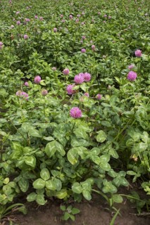 Field with red clover