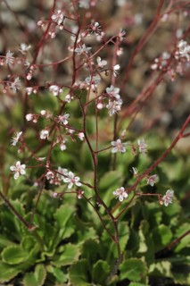Toothed saxifrage