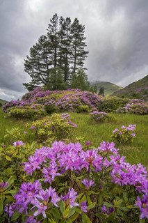 Common rhododendron