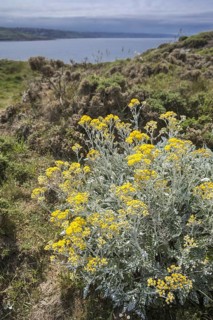 Silver ragwort