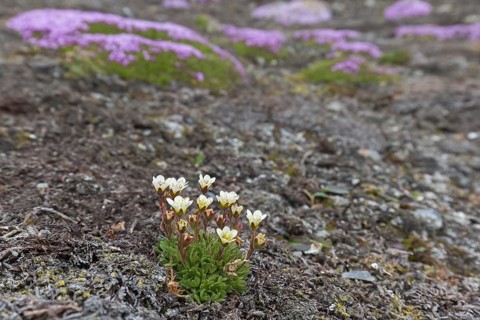 Tufted alpine saxifrage