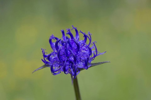 Round-headed rampion