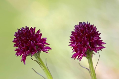 Black vanilla orchid