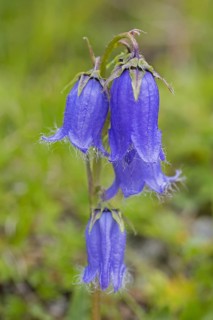 Bearded bellflower