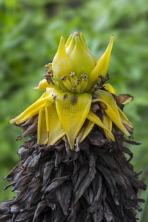 Chinese dwarf banana