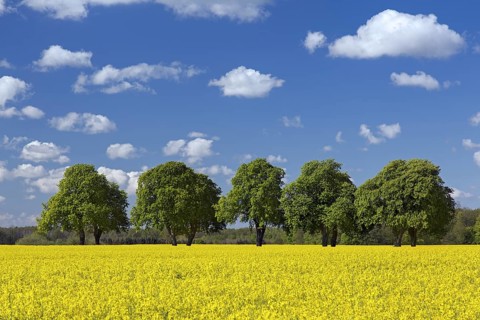 Farmland showing rape