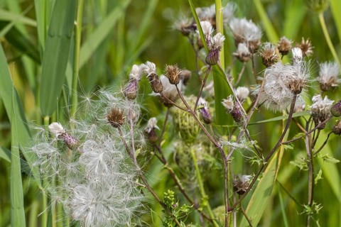 Seeds and seedheads