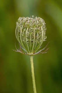 Wild carrot